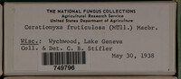 Ceratiomyxa fruticulosa var. fruticulosa image